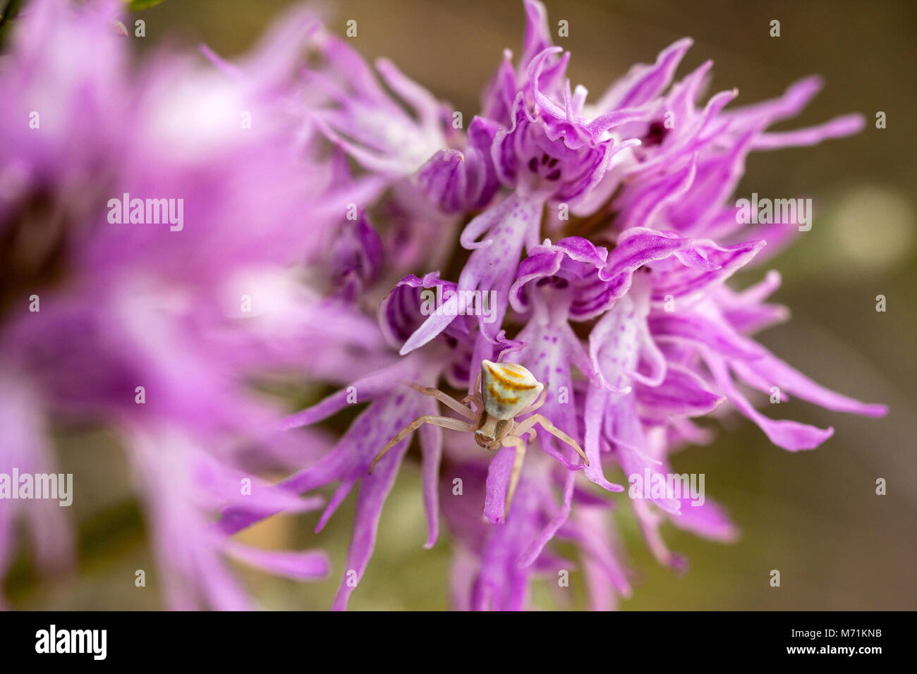 A thomisus onustus spider on an orchis italica, waiting for a victim. Stock Photo