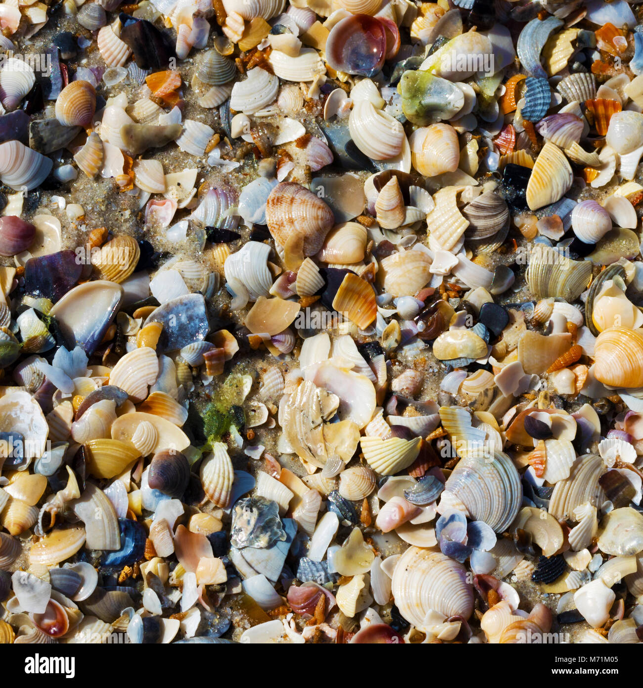 Plain Shell Natural background of seashells on wet sand beach at sun summer day ...