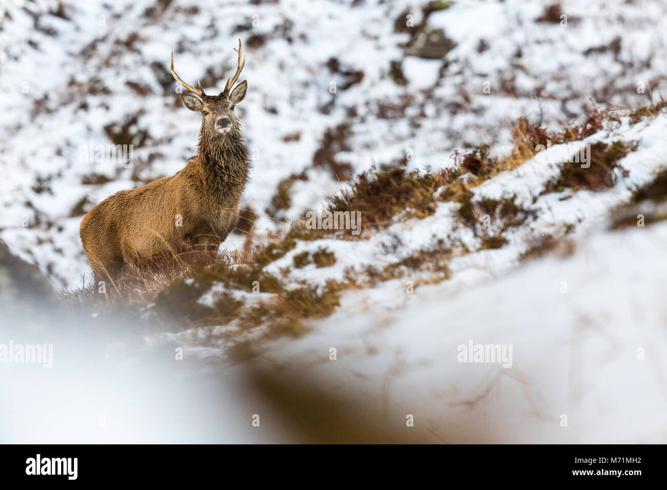 Red Deer stag in snow, Applecross, Scotland Stock Photo