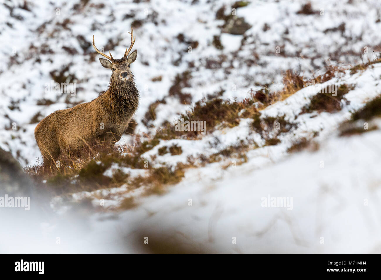 Red Deer stag in snow, Applecross, Scotland Stock Photo