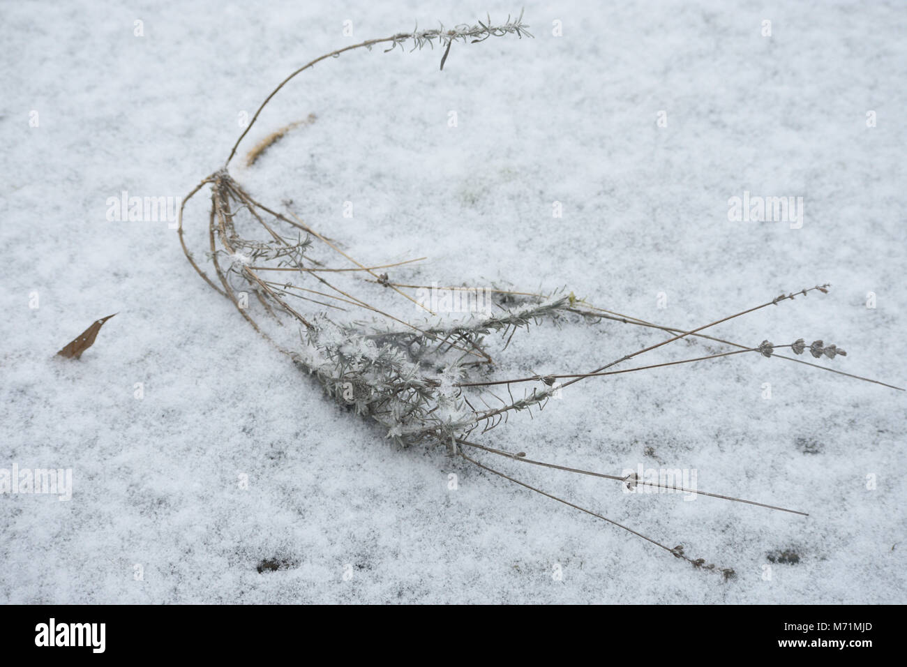 Withered branch hi-res stock photography and images - Alamy