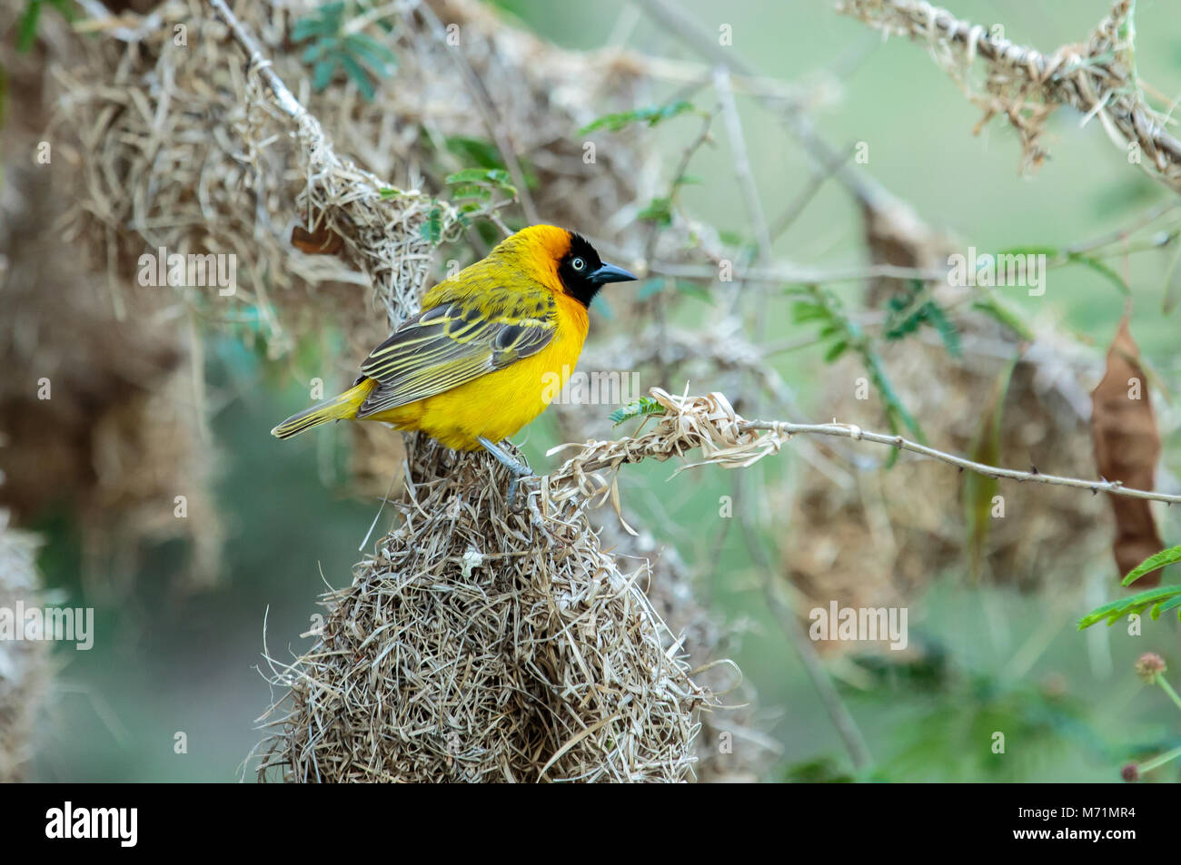 The southern masked weaver or African masked weaver is a resident breeding bird species common throughout southern Africa. Stock Photo