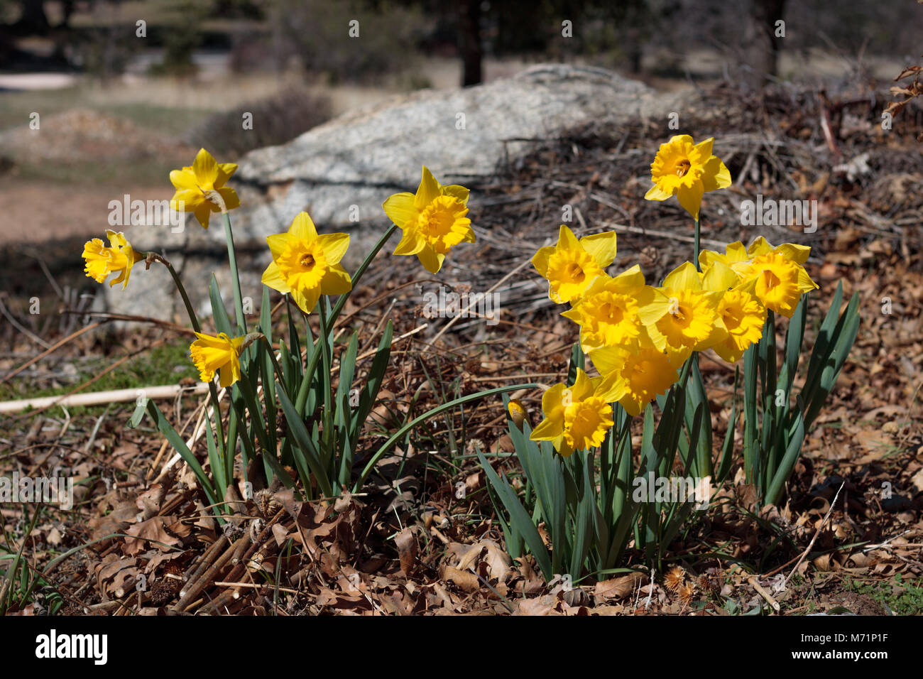 Group of bright yellow spring Easter daffodils blooming outside in springtime in rural countryside Stock Photo