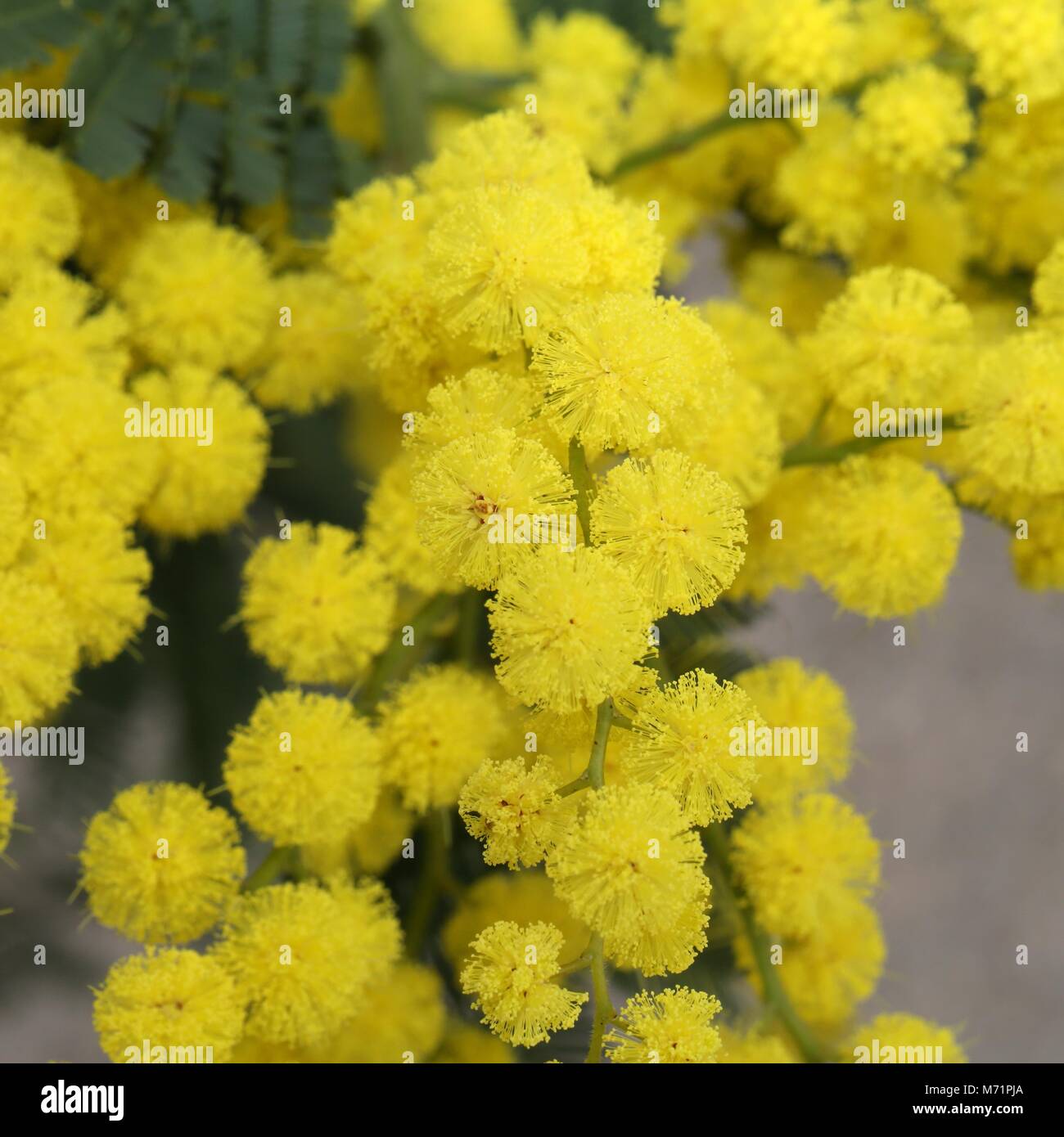Internationaler frauentag hires stock photography and images Alamy