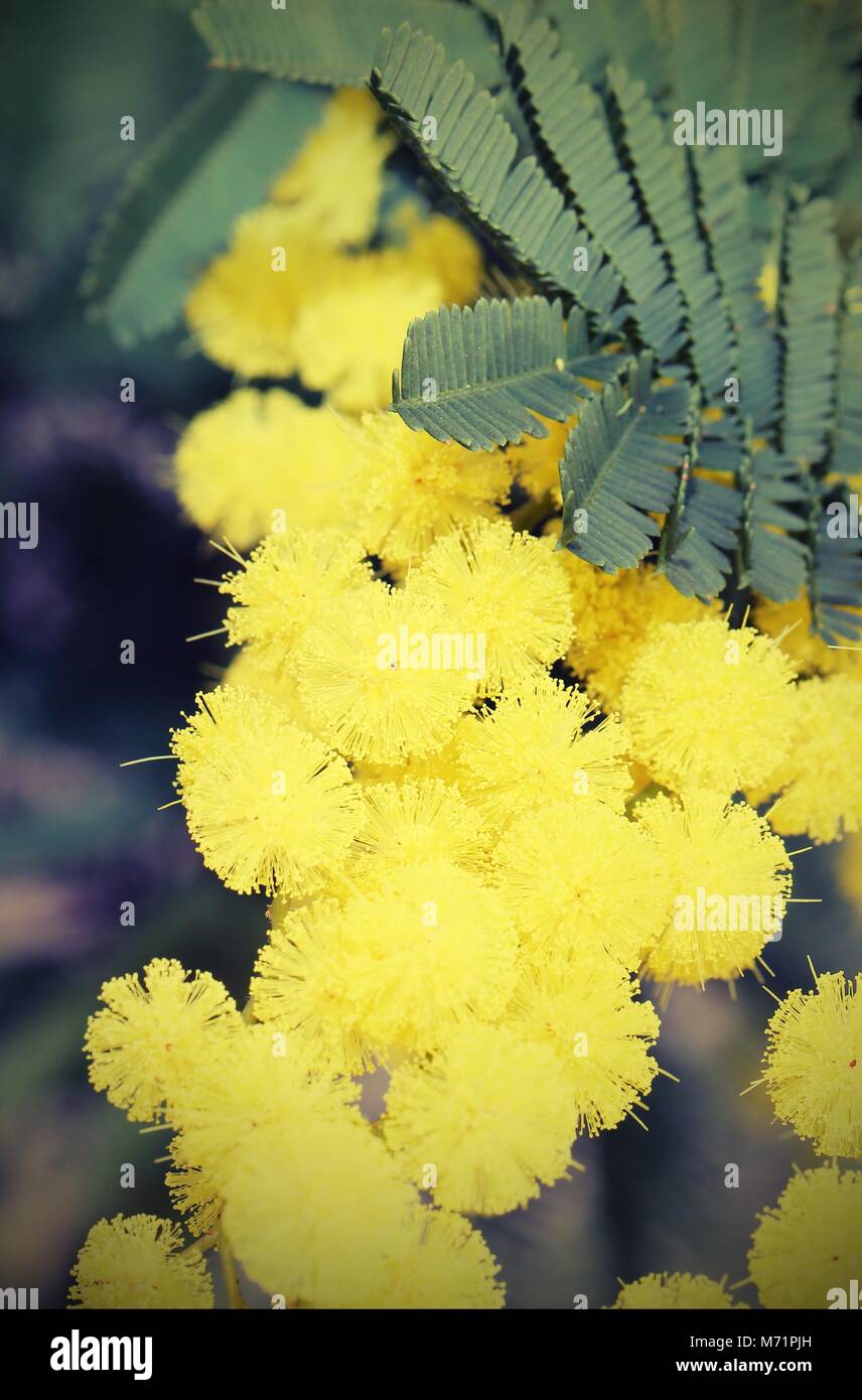 yellow mimosa flowers for International Women's Day Stock Photo Alamy