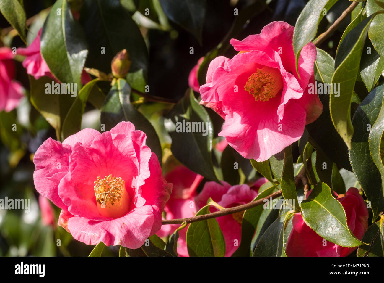 Flowers of the hybrid camellia, Camellia x williamsii 'Mary Christian' in late winter Stock Photo