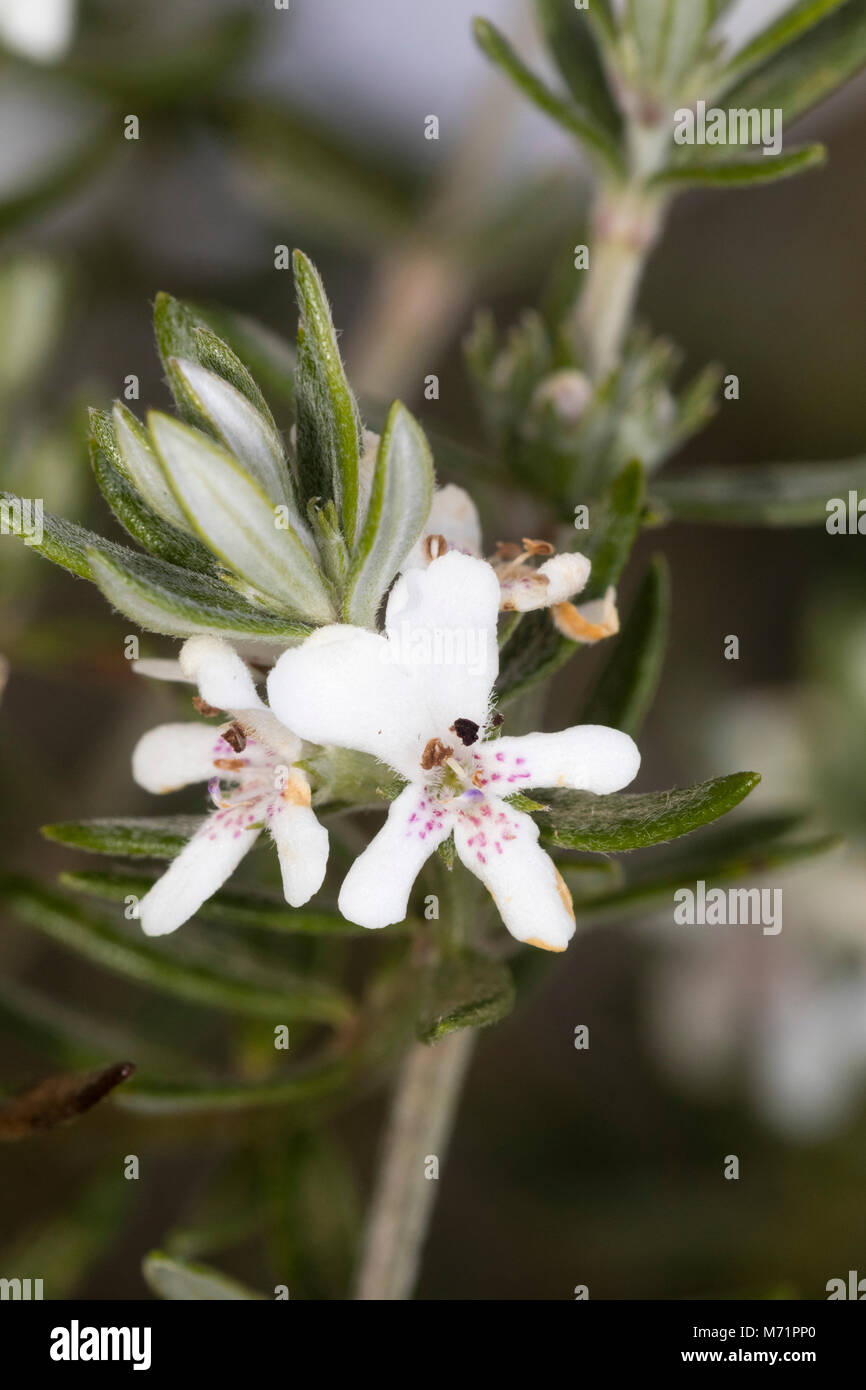 Close up of the pink spooted white Spring flowers of the Eastern Australian evergreen shrub, Westringia fruticosa Stock Photo