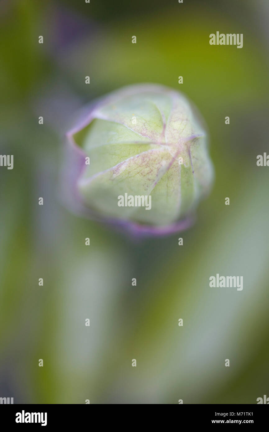 Closed garden london hires stock photography and images Alamy