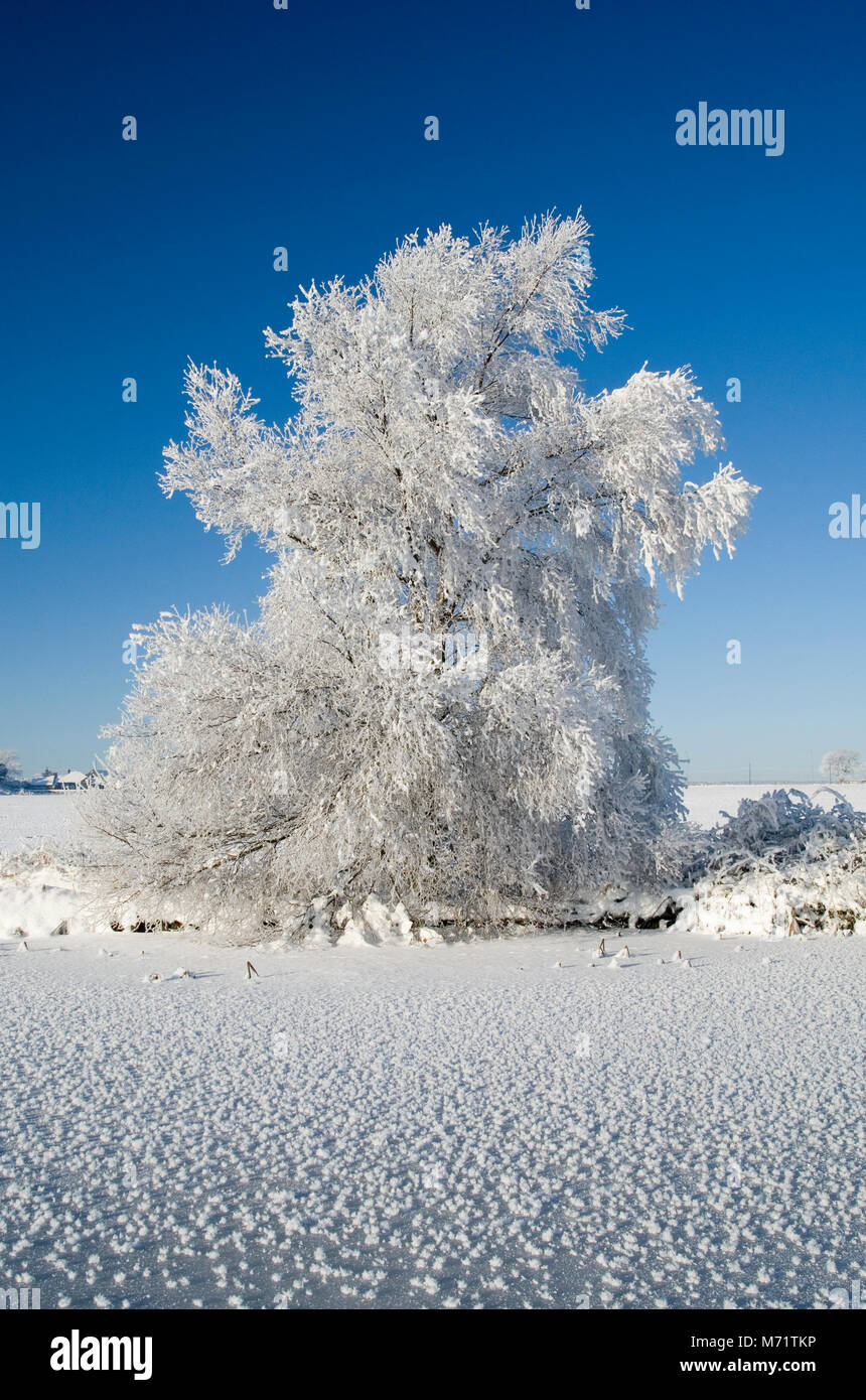 Frost covered silver birch tree on the banks of a frozen Leeds Liverpool canal, Rufford, Lancashire, England, Christmas Eve, 2010 Stock Photo