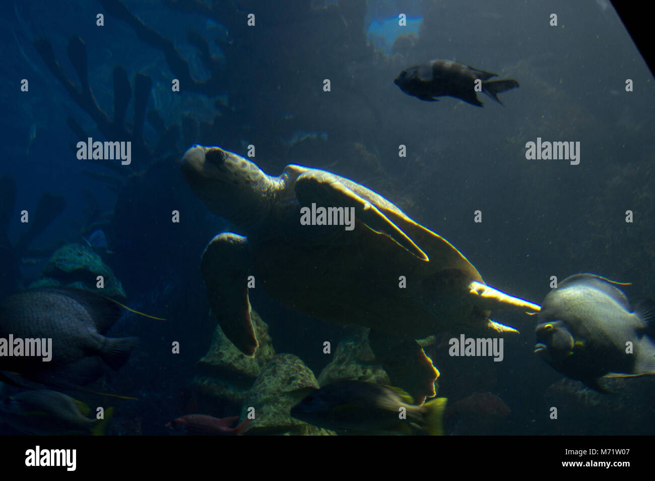 Green sea turtle at New England Aquarium, Boston Stock Photo Alamy