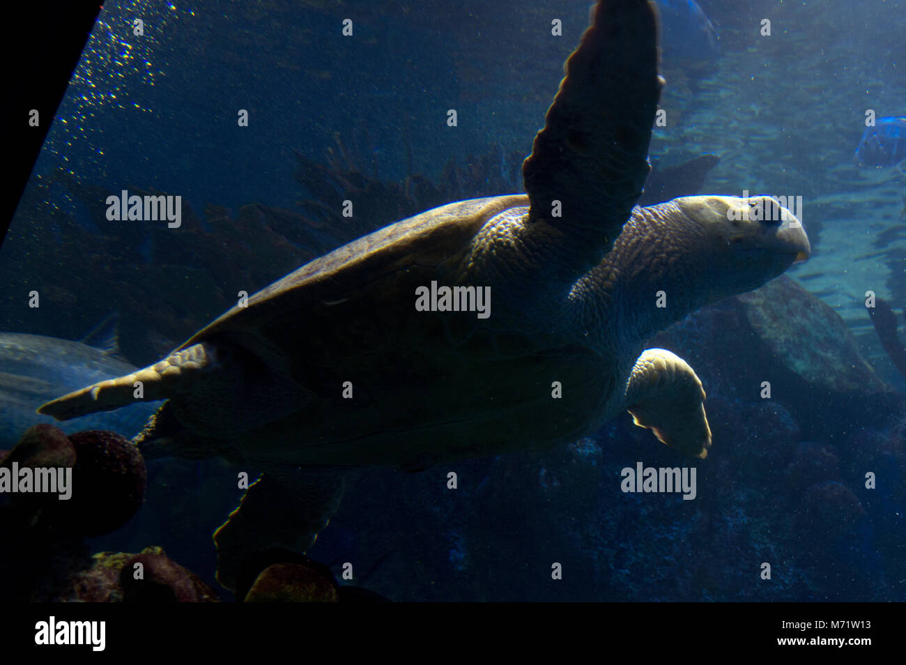 Green sea turtle at New England Aquarium, Boston Stock Photo Alamy