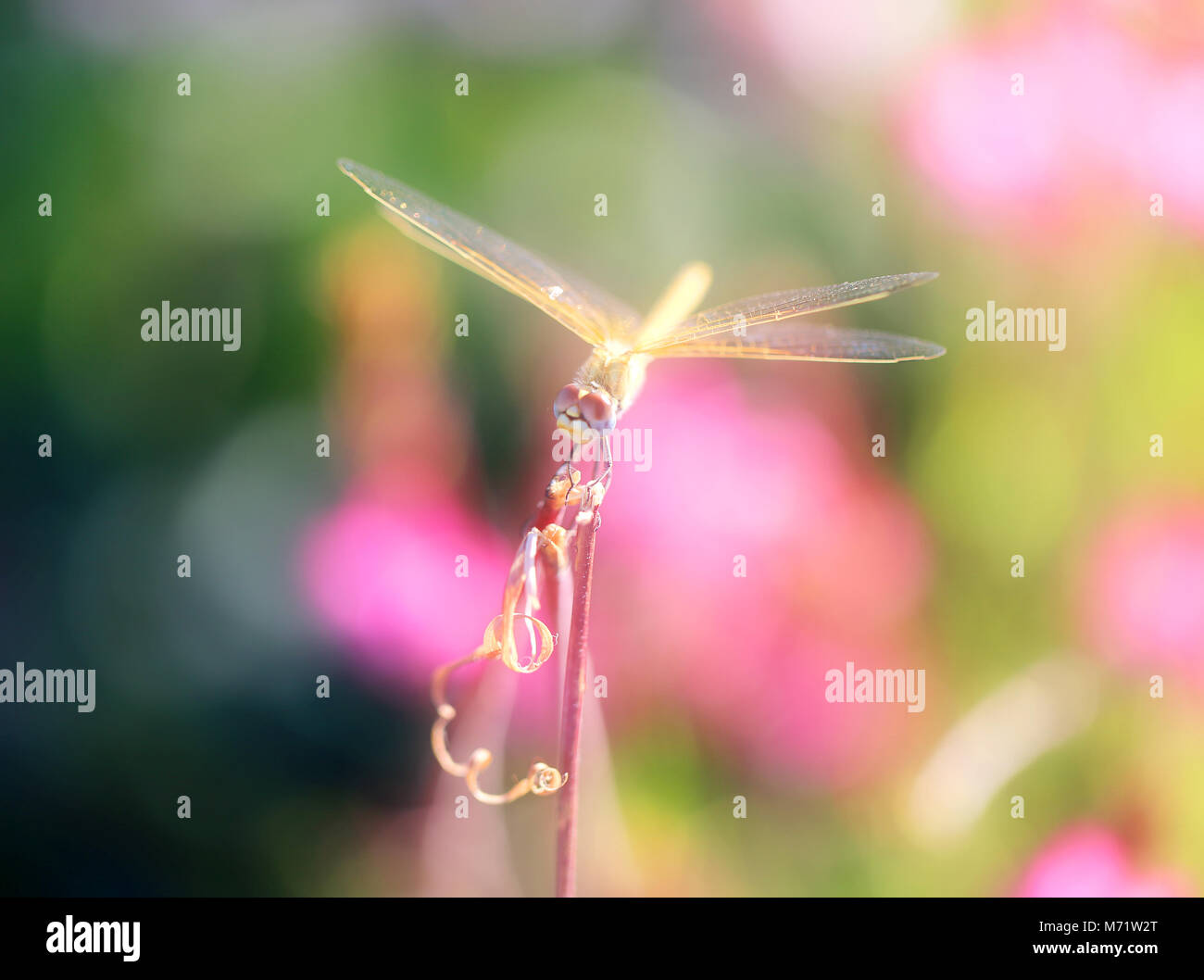 Beautiful dragonfly sits on a plant stem Stock Photo - Alamy