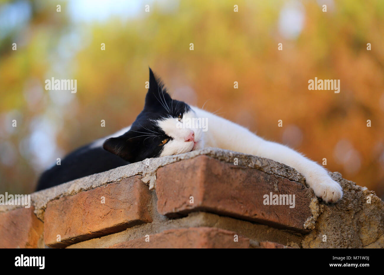 Beautiful black and white cat lying on the wall Stock Photo - Alamy
