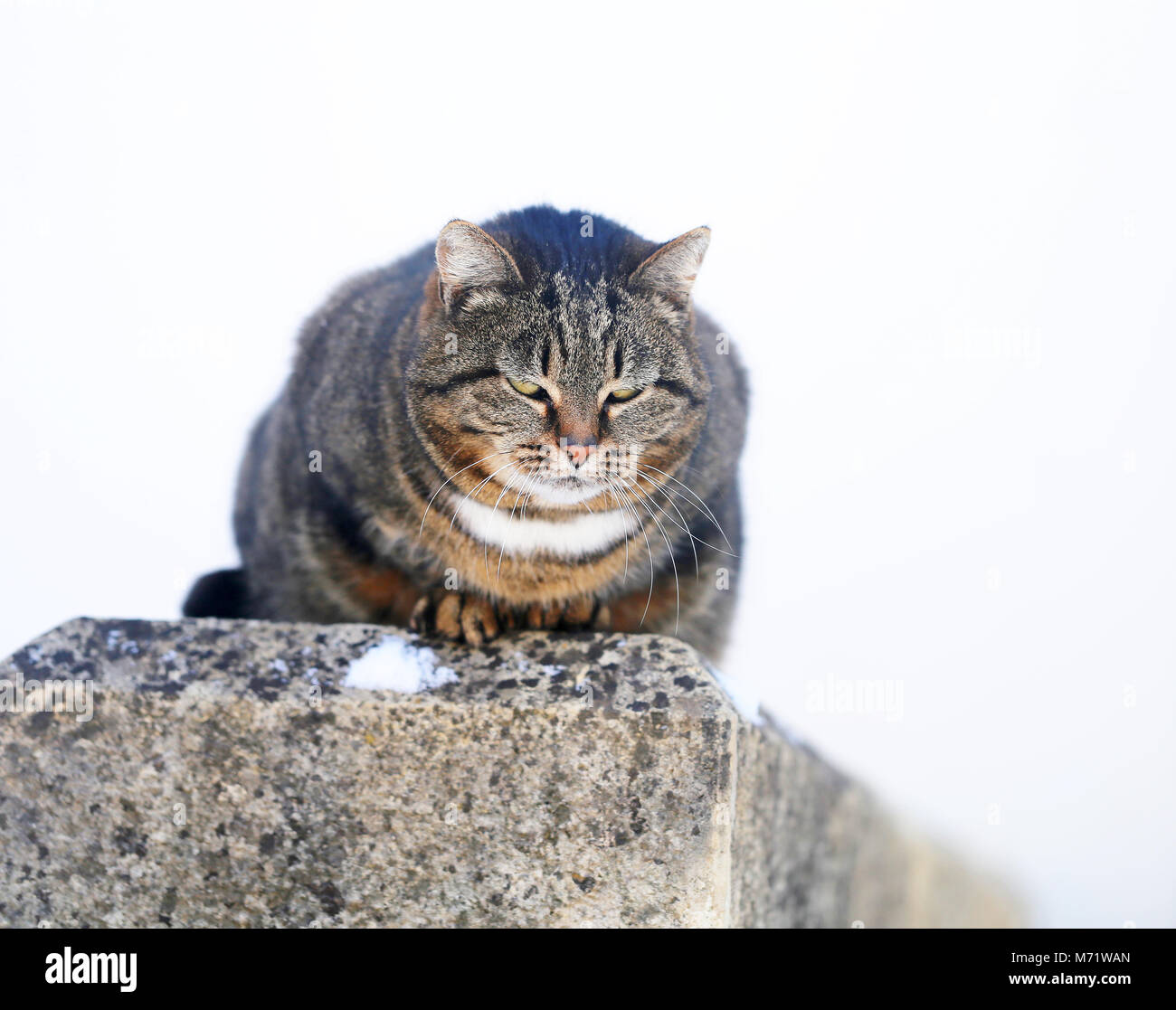 Beautiful cats on the street take a close-up picture Stock Photo - Alamy