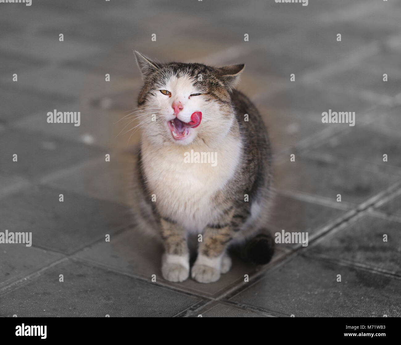 Beautiful cats on the street take a close-up picture Stock Photo - Alamy