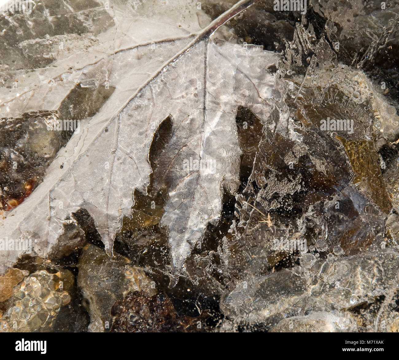 Icy silver maple leaf Stock Photo