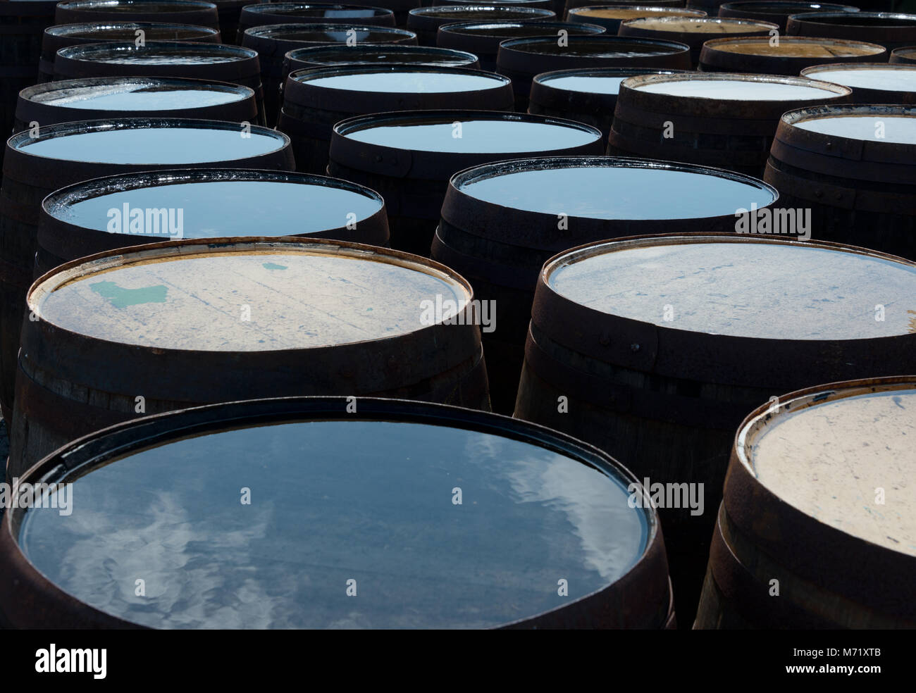 Scotch Whisky Barrels with Reflections Stock Photo