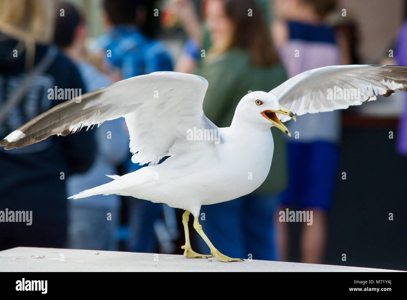 Seagull at the zoo looking for food Stock Photo Alamy