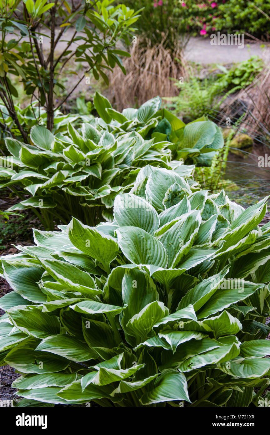 Planted bed of hostas with variegated foliage in the Crystal Springs Rhododendron Garden.  Portland Oregon Stock Photo