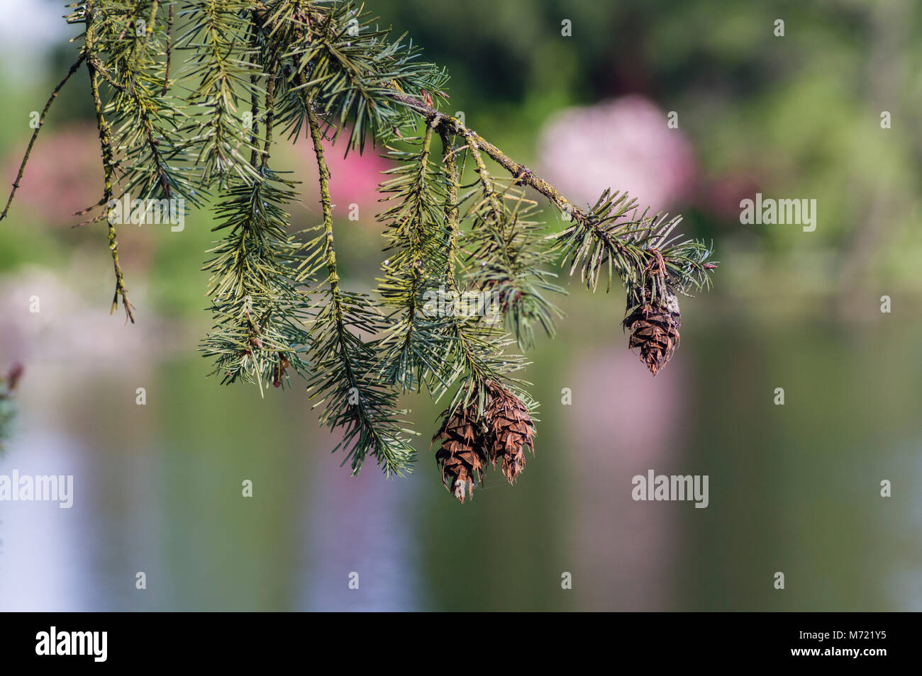 Close up of Douglas Fir branches and cones at the Crystal Springs Rhododendron Garden.  Portland Oregon Stock Photo