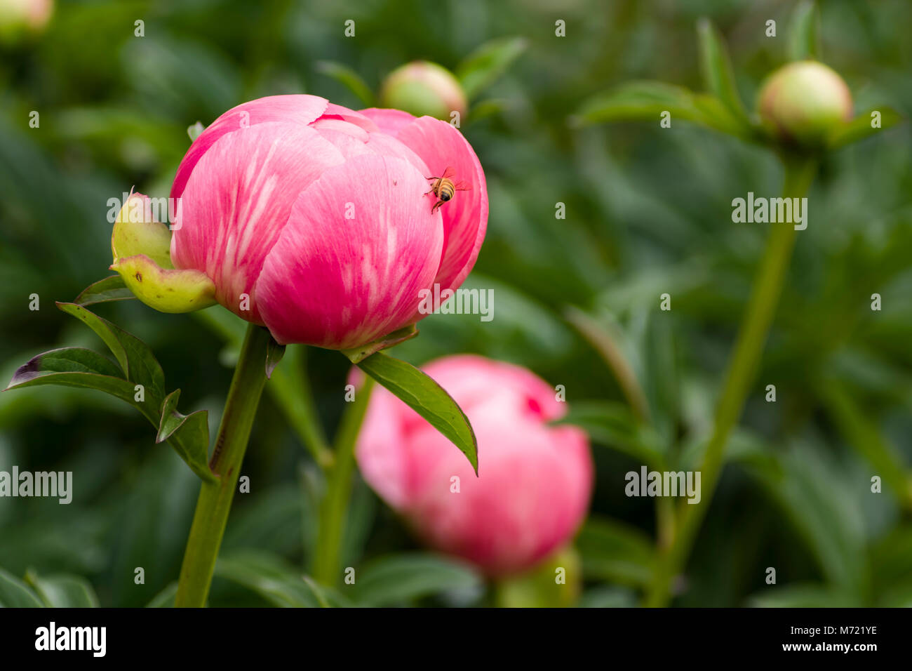 Pink Peony flower just opening from a bud in the garden Stock Photo - Alamy