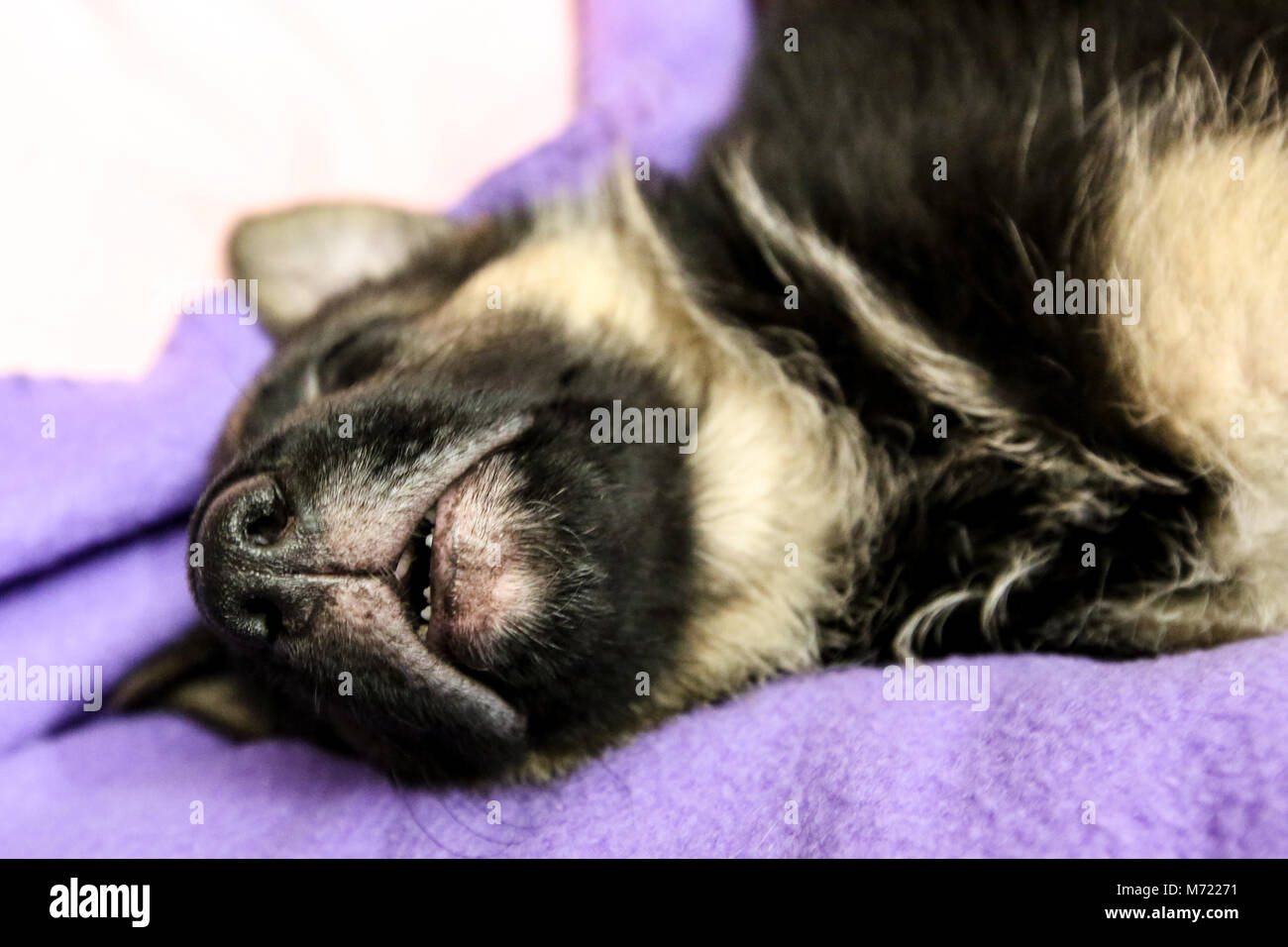 German Shepherd puppy sleeping Stock Photo Alamy