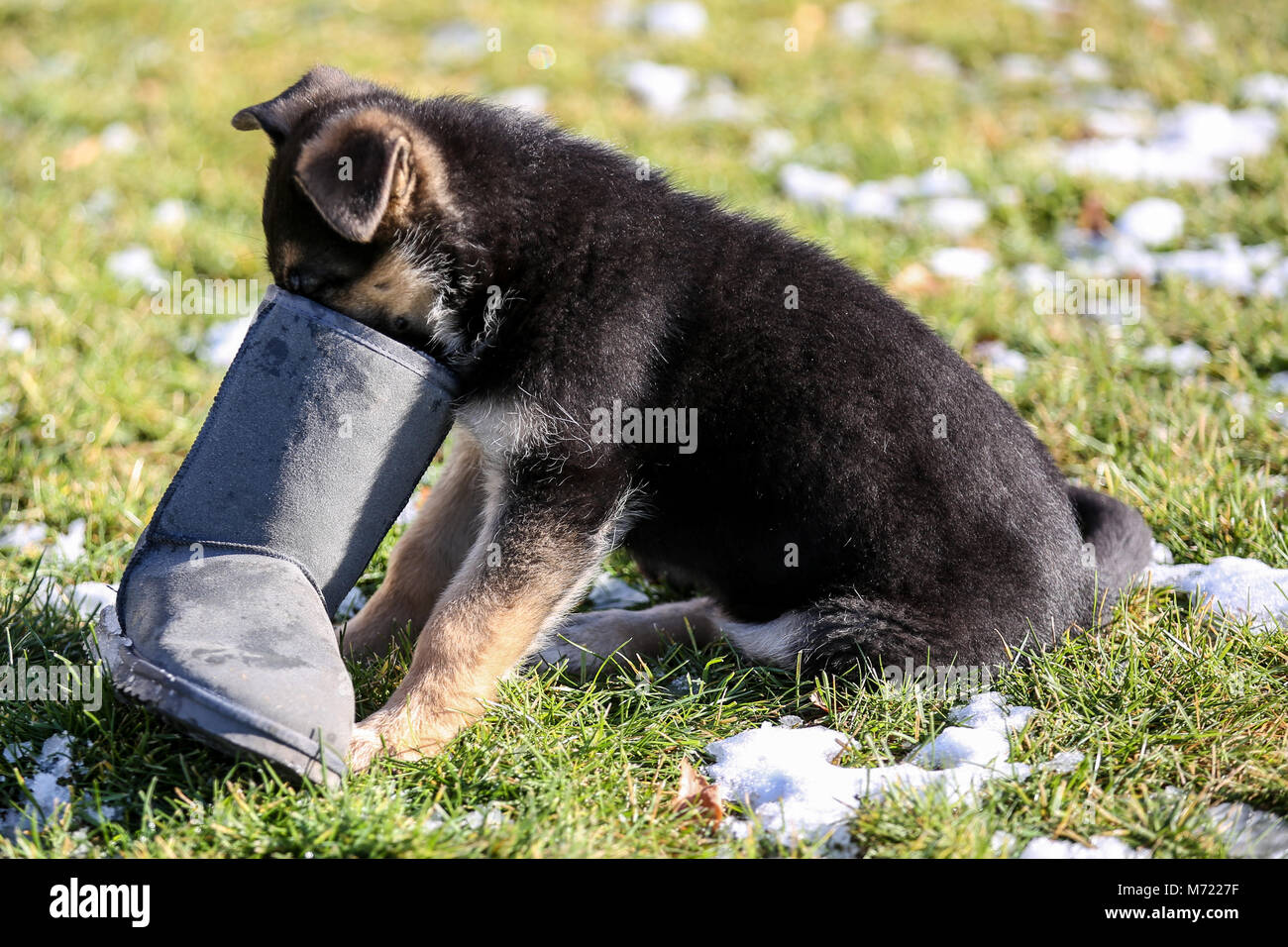 German Shepherd puppy playing with a shoe Stock Photo