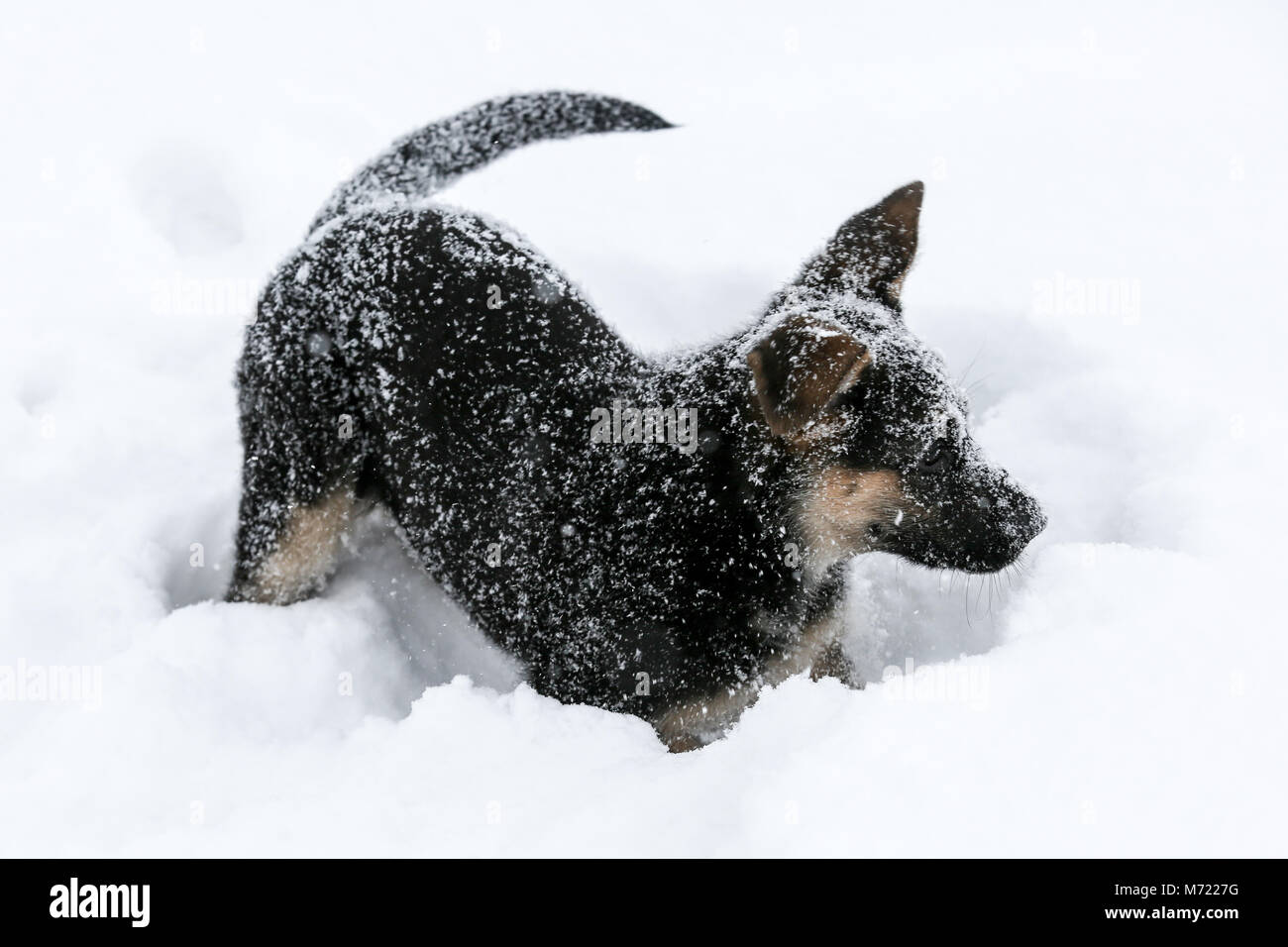 German Shepherd puppy playing in snow Stock Photo