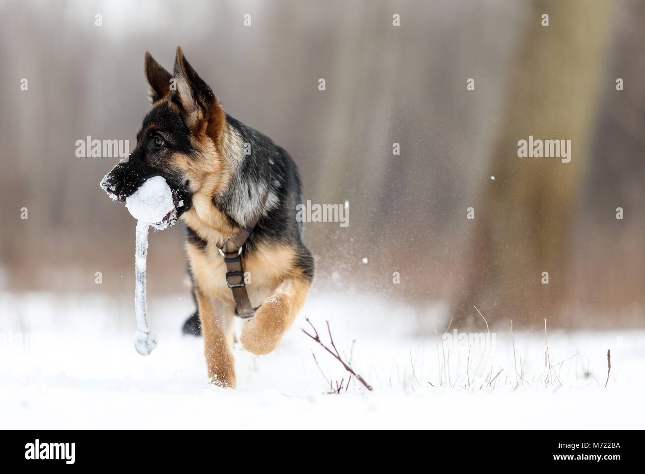 German shepherd running in the snow hires stock photography and images