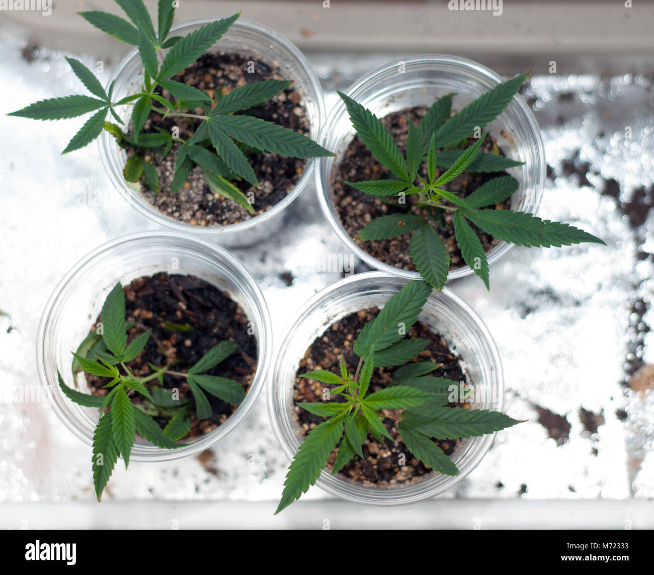 Cannabis indica medicinal marijuana clones cuttings. A top down view of four marijuana cuttings cloned and rooted in soil on the floor of a mylar tent. Stock Photo