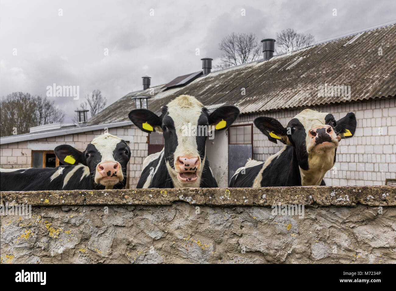 Three heifers, with yellow identification tags in their ears,what  standing behind the stone wall. Dairy farm in Podlasie, Poland. Stock Photo