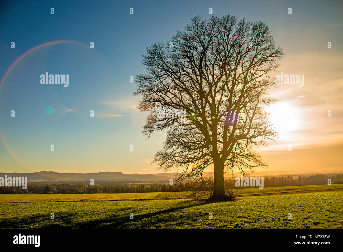 oak in autumn with sky at sunset Stock Photo - Alamy