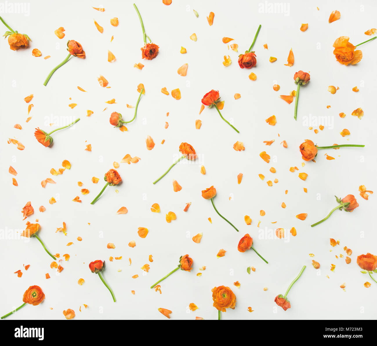 Flat-lay of orange buttercup flowers over white background Stock Photo