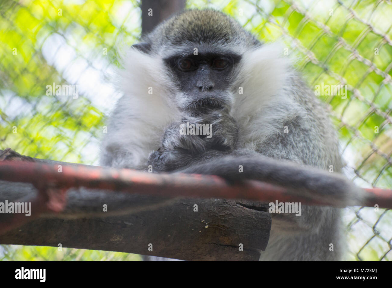 Monkey in zoo Stock Photo