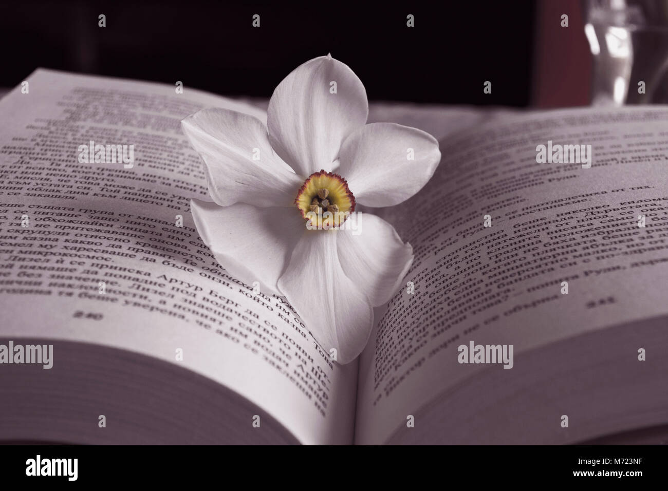 Daffodill On a Book Stock Photo