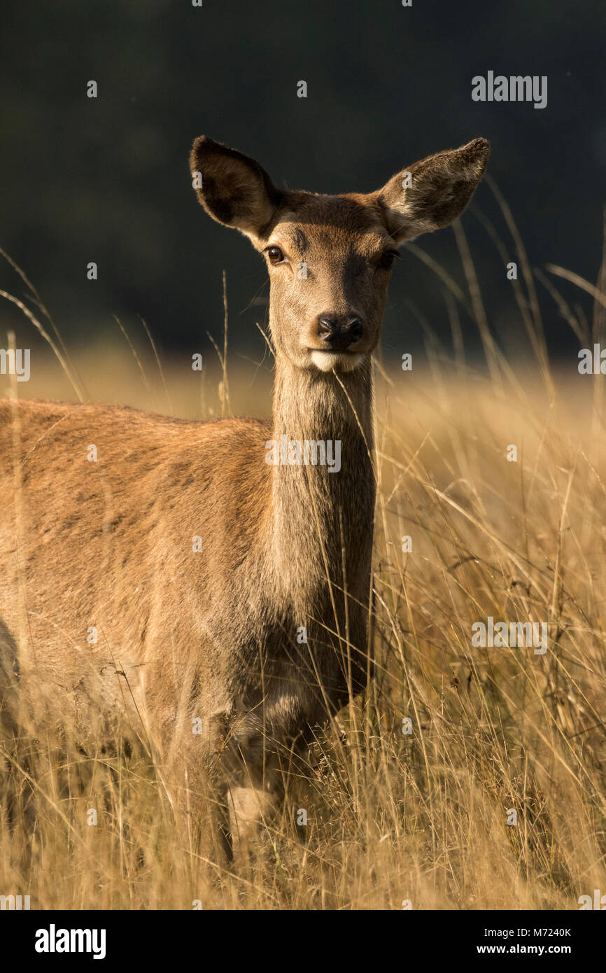 Red Deer Hind (Cervus elaphus) portrait, Richmond Park, UK Stock Photo