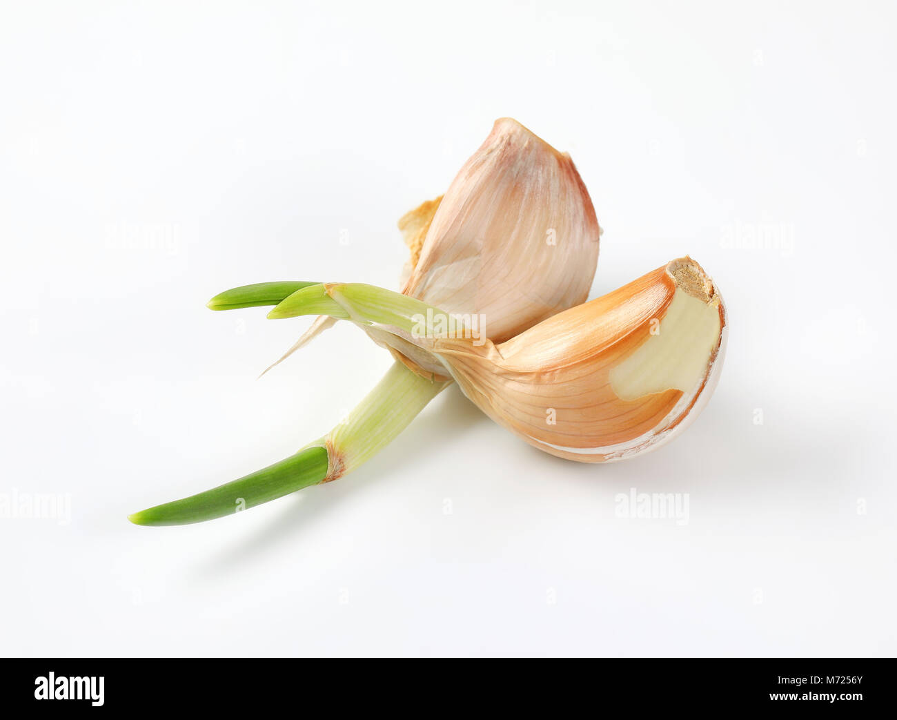 cloves of fresh garlic on white background Stock Photo - Alamy
