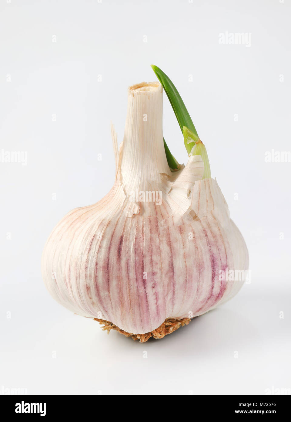 bulb of fresh garlic on white background Stock Photo - Alamy