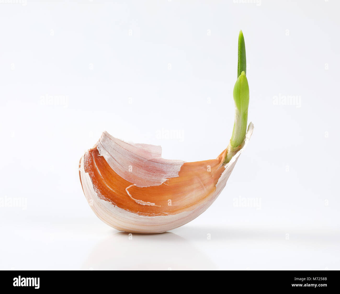 clove of fresh garlic on white background Stock Photo - Alamy