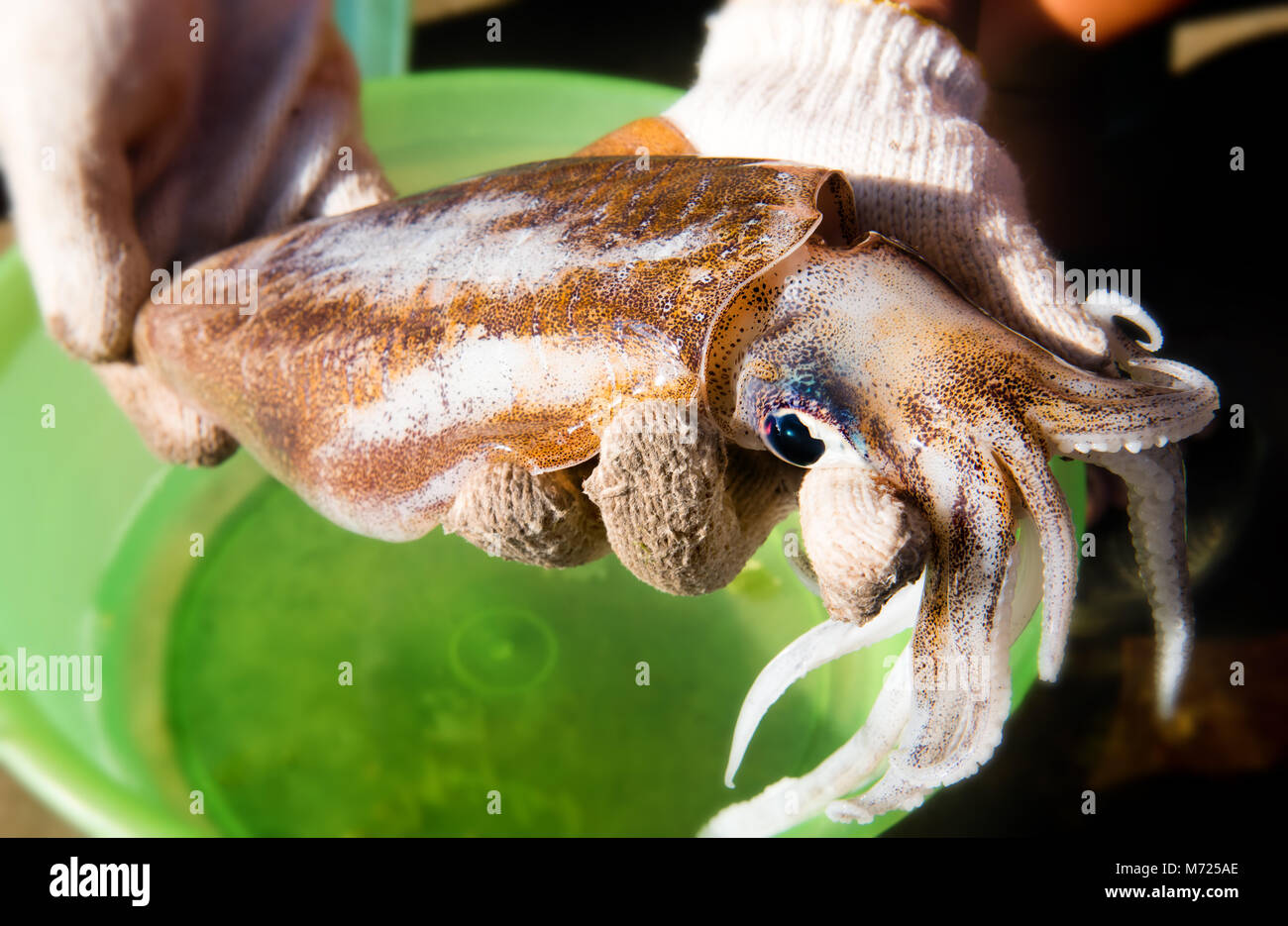 Living bigfin squid from fishery market with outdoor sunset warm
