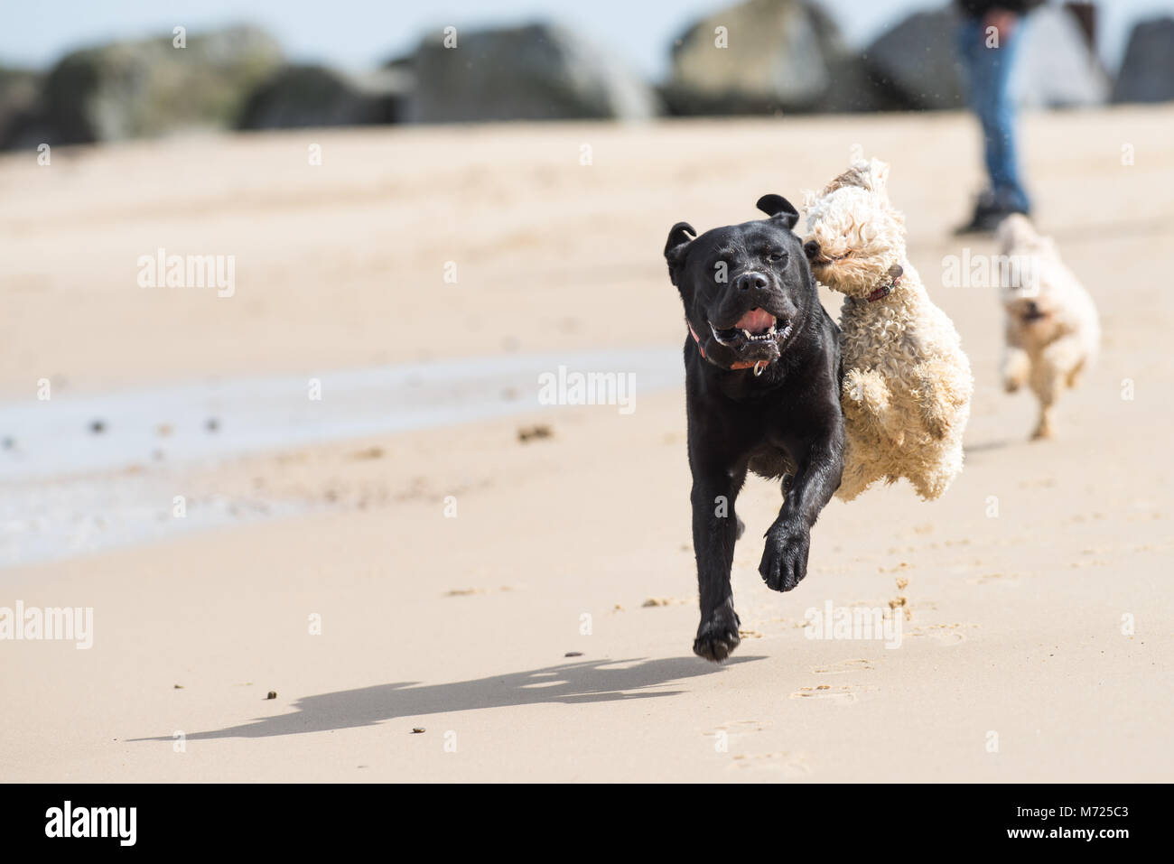 Can You Take Dogs To Horsey Beach