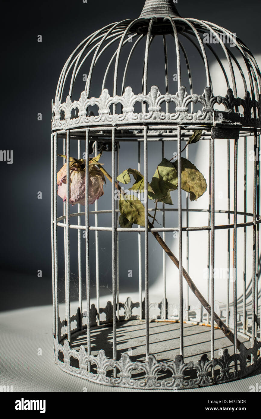 dying rose in birds cage Stock Photo