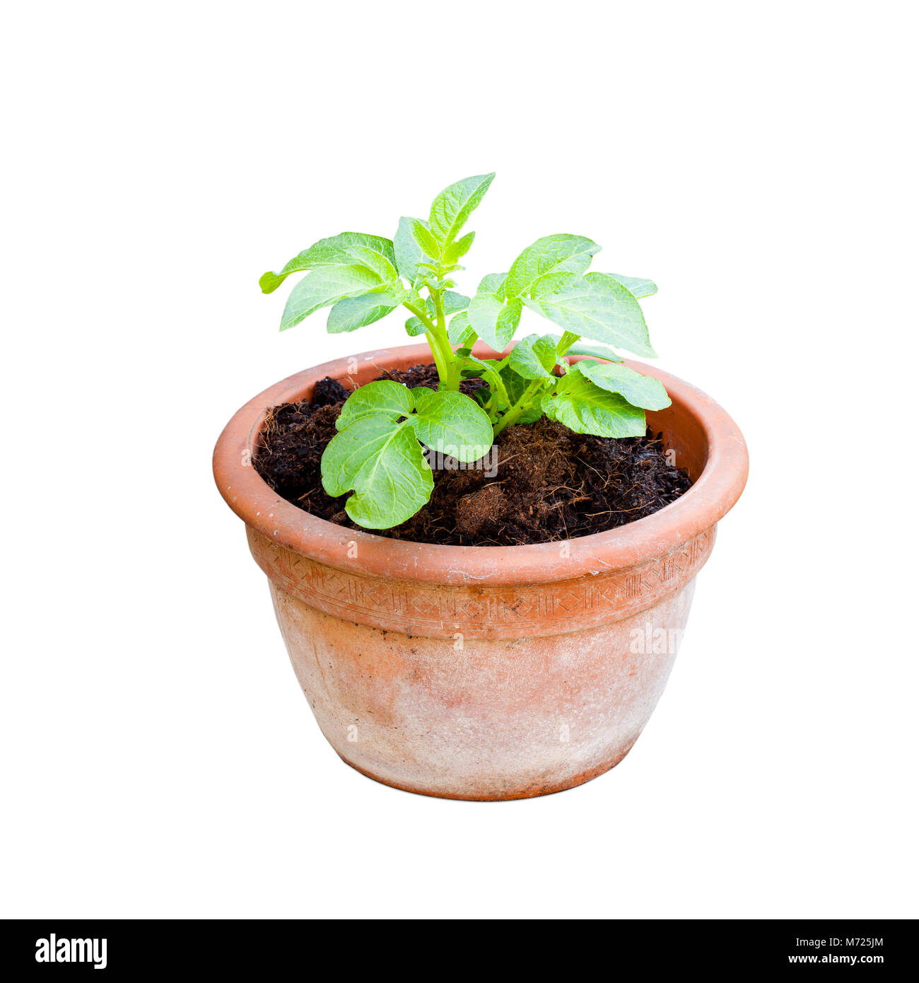 Potatoes  growing in plant pots isolated Stock Photo