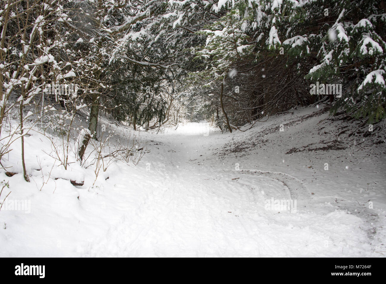 Snow covered footpath through a wood Stock Photo - Alamy