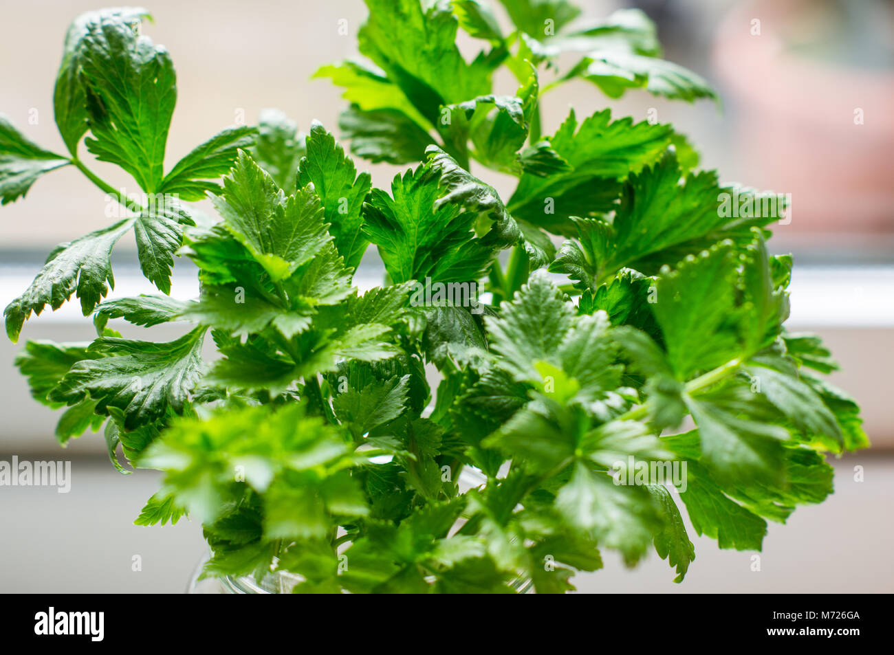 Celery leaves hires stock photography and images Alamy