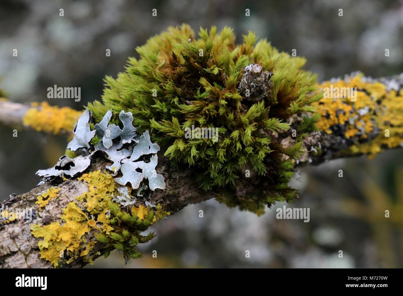 Close up of moss and lichen growing on a twig Stock Photo