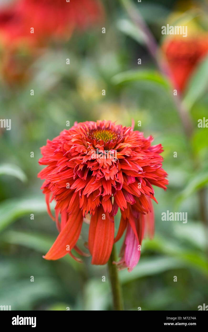 Echinacea 'Hot Papaya' flower. Stock Photo