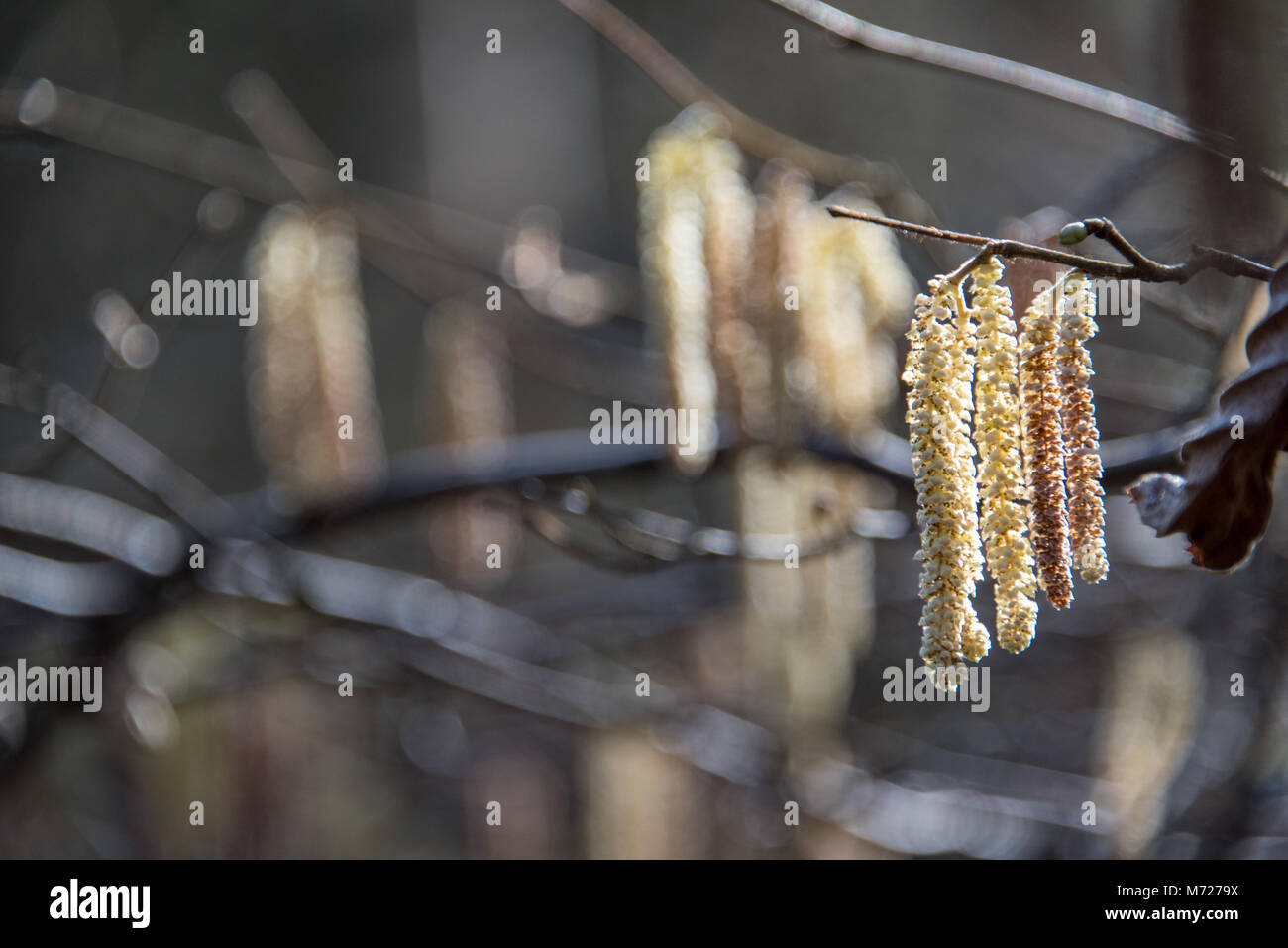 Birch tree seeds in natural woodland background - UK Stock Photo - Alamy