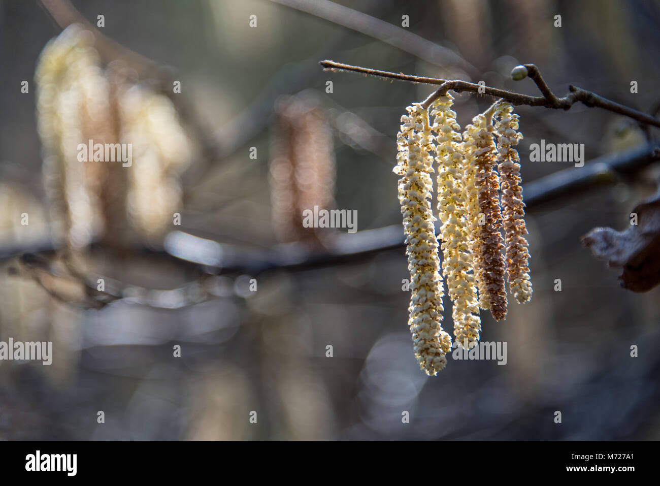 Birch tree seeds in natural woodland background - UK Stock Photo - Alamy