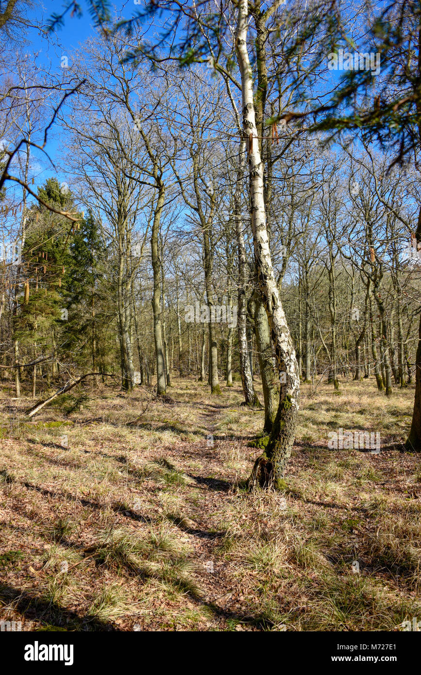 A curved tree trunk on a woodland trail UK Stock Photo Alamy